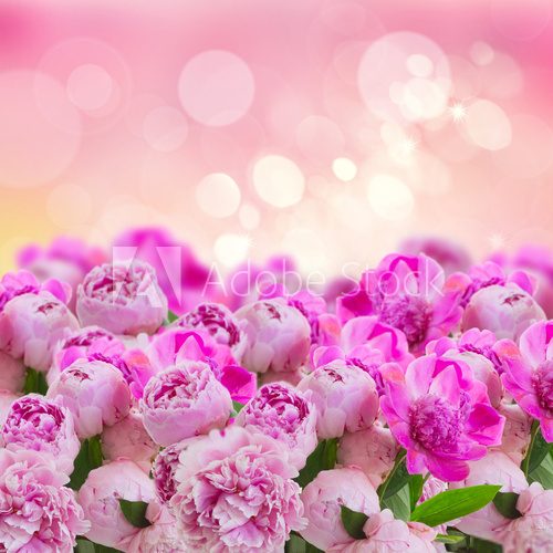 garden of pink peonies