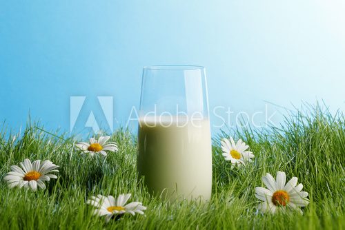Glass of milk in grass with daisies