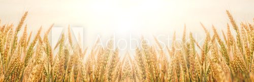 Golden wheat ears or rye close-up. The idea of a rich harvest concept. background, wheat ears under shining sunlight. Soft lighting effects. copy space. vintage effect. Element of design.
