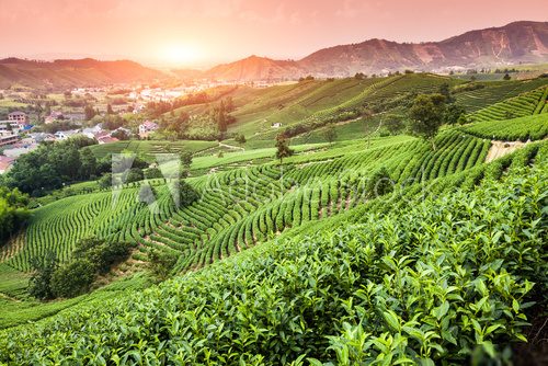 Green tea garden on the hill,china