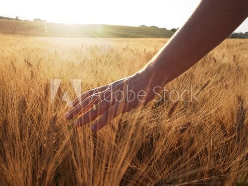 Hand slide threw the wheat field