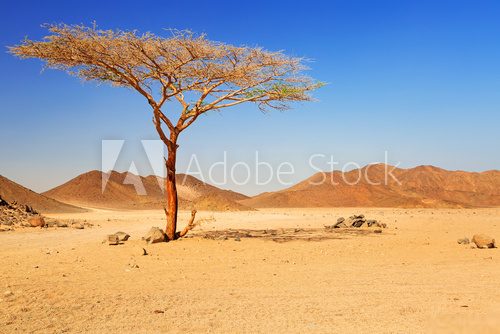 Idyllic desert scenery with single tree, Egypt