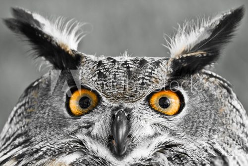 Eurasian Eagle-Owl