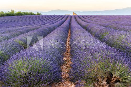 Lavender field at sunset in Provence