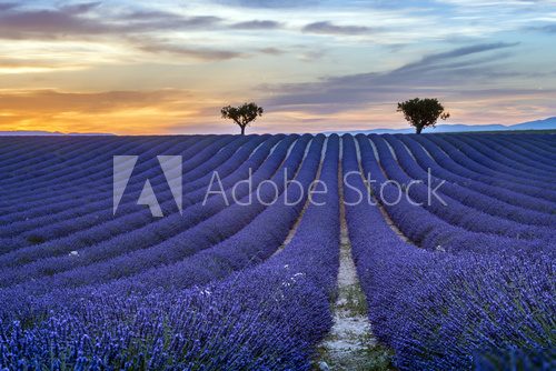 Lavender field Summer sunset landscape with trees