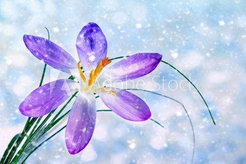 Crocus flower under falling snow
