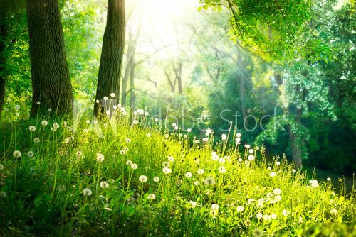 Spring Nature. Beautiful Landscape. Green Grass and Trees