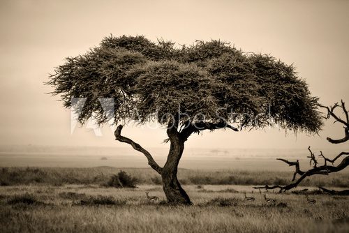 Lone acacia tree with gazelles in sepia