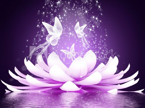 Beautiful lotus flower