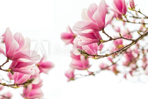 Magnolienblüten Frühlingszeit