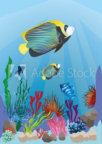marine life with colorful fish