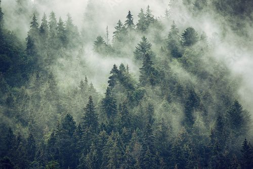 Misty landscape with fir forest in hipster vintage retro style