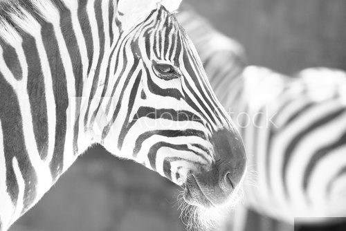 monochrome photo  - detail head zebra in ZOO