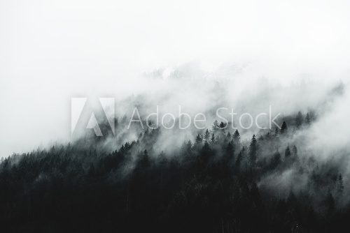 Moody forest landscape with fog and mist