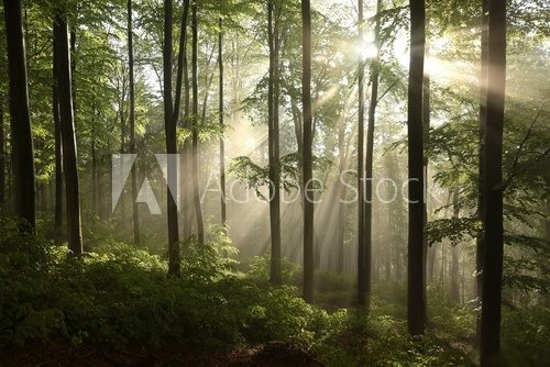 Spring beech forest after a few days of rain in a foggy morning