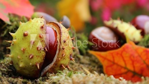 kastanien im herbstwald