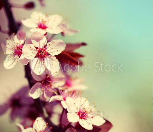 Cherry Blossom. Sakura