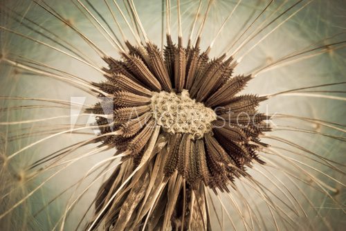 Close-up of old dandelion