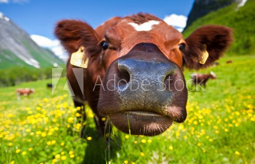 Norwegian cow
