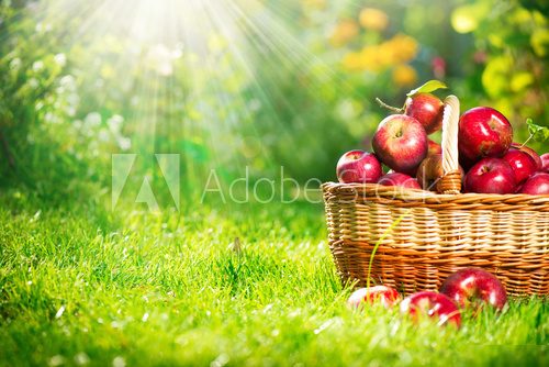 Organic Apples in the Basket. Orchard. Garden