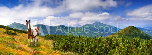 Panorama of the summer landscape in the mountains with horse