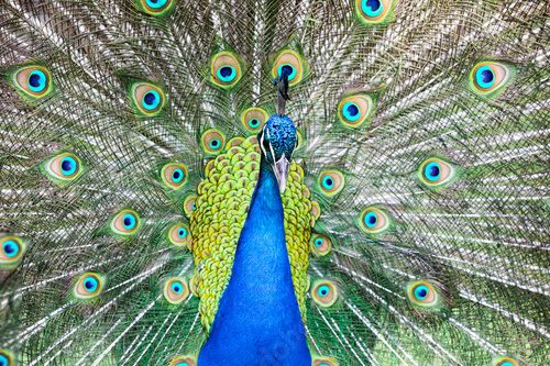 Peacock with all its colors