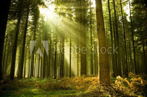Pine forest with the last of the sun shining through the trees.