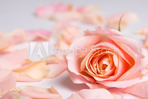 pink rose flower and petals over white background