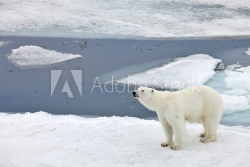 Polar bear family in natural environment 