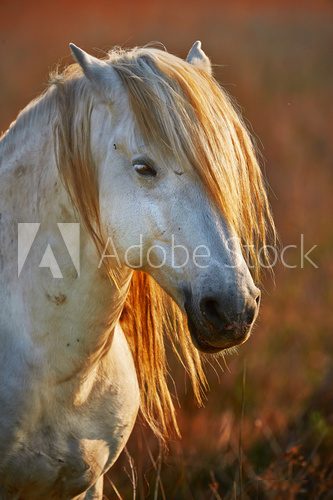 Portrait of a white horse of Camargue in backlight at the sunset