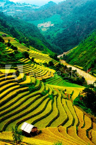 Rice fields of terraced in Vietnam