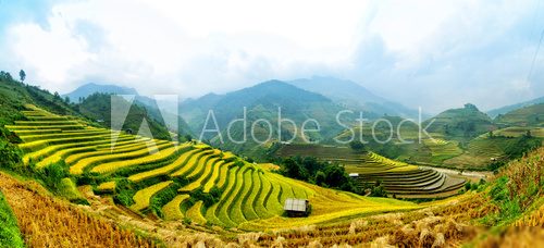 Rice Terraces in  Vietnam