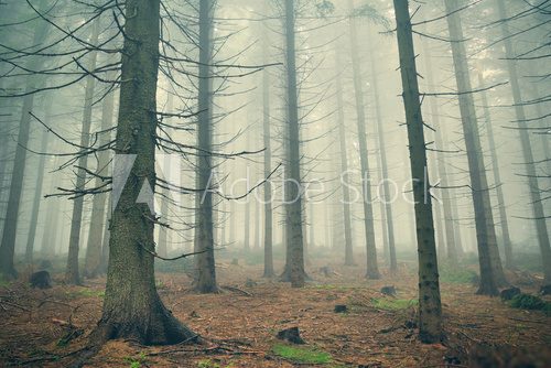 Scary mountain forest in dense fog