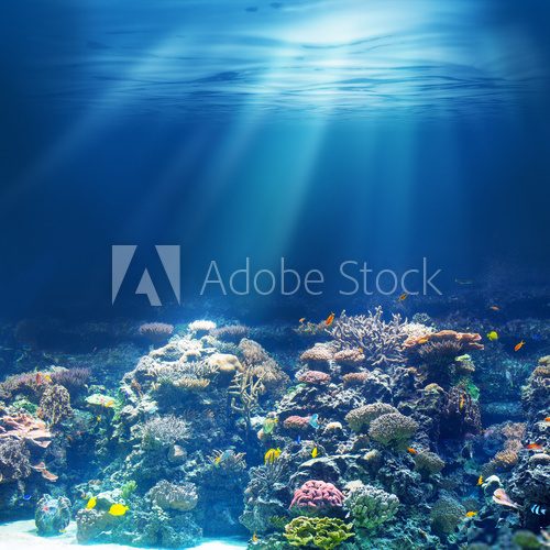 Sea or ocean underwater coral reef