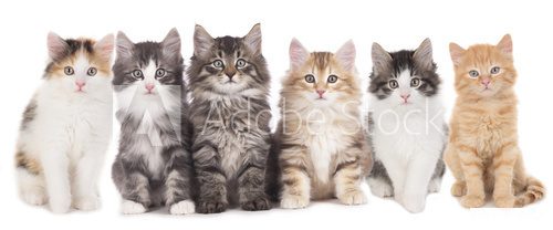 Sechs Kätzchen nebeneinander , Katzengruppe