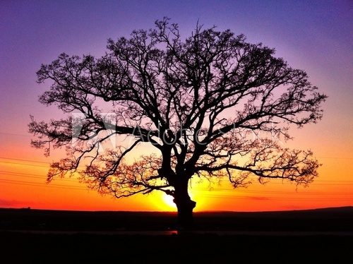 Big tree silhouette, sunset