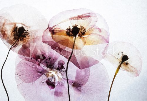 dry poppies
