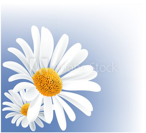 daisy