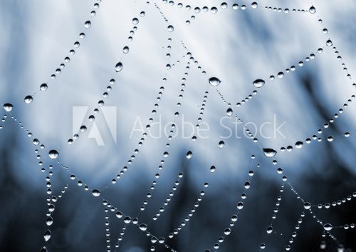 spider web with dew drops closeup