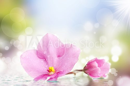 Spring background with pink flower and colorful lights