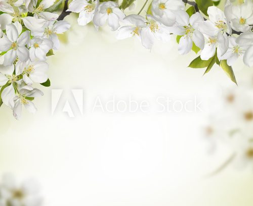 Spring cherry blossom backgrounds