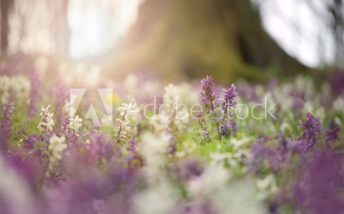 spring flowers in a colorful forest at sunset