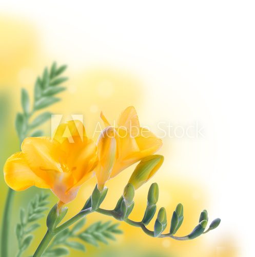 Spring yellow primrose, floral background