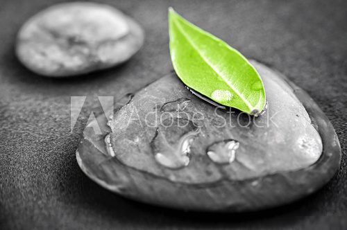 Stones with green leaf