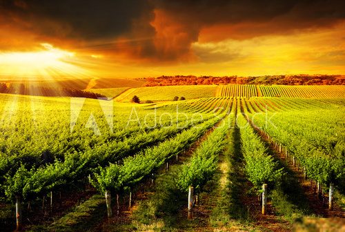 Stunning Vineyard Sunset