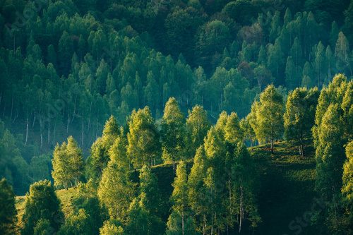 Sunrays over a green forest in summer.