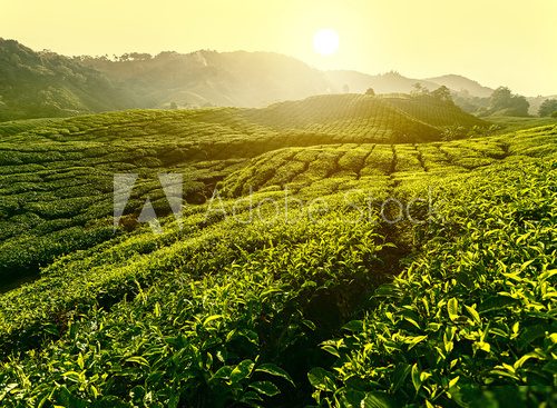 Sunset at tea plantation landscape, Cameron Highlands, Malaysia