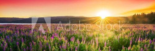 Sunset over field with wild flowers, spring blossom 