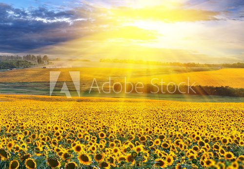 Sunset over the field