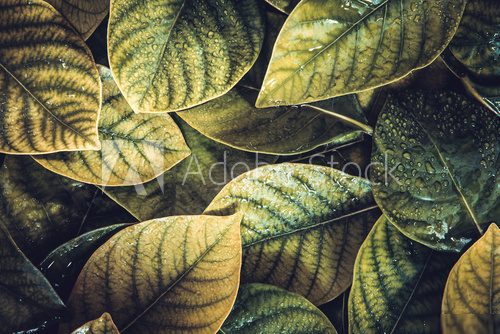  the Fresh tropical Green leaves with rain water drop background , retro vintage color tone